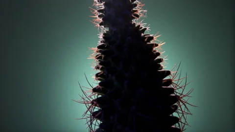 Green cactus in backlit on a green background Stock-Footage 85634856