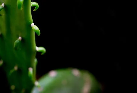 Green cactus on a black background. Stock Photos