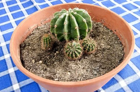 Green cactus on blue tablecloth on the table Stock Photos
