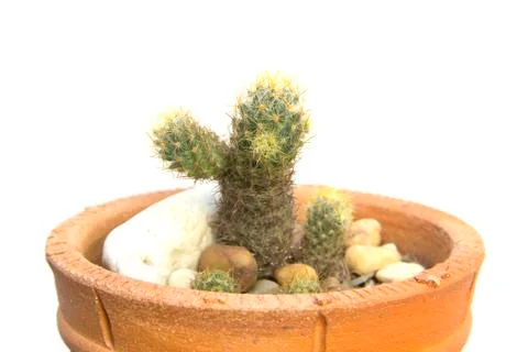 Green cactus branch sharp thorn Stock Photos