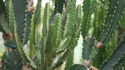 Green cactus with brown spots and spines Stock Footage 300865842