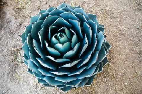 Green cactus circle Stock Photos