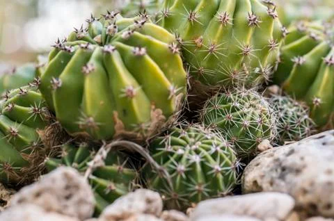 Green Cactus close-up. Stock Photos