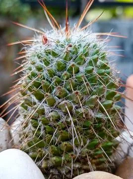 Green Cactus with close up view Stock Photos