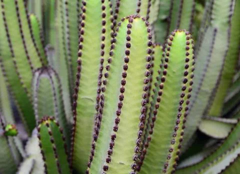 Green cactus closeup 스톡 사진