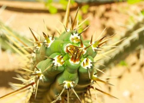 Green cactus drows Stock Photos