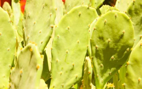 Green cactus drows Stock Photos