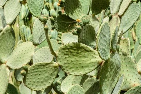 Green Cactus Fields In Summer Stock-Fotos