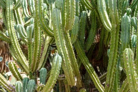 Green Cactus Fields In Summer Stock Photos
