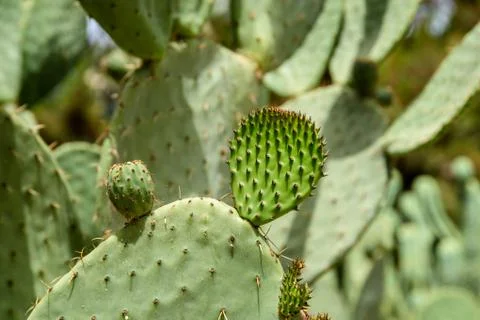 Green Cactus Fields In Summer Stock Photos