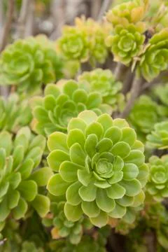 Green Cactus Flower Stock Photos