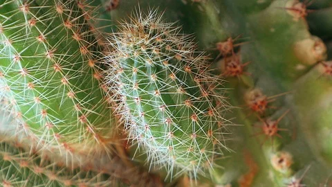 Green cactus Stock Footage 88707885