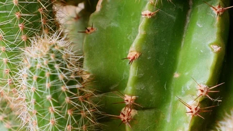 Green cactus Stock Footage 88708089
