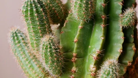 Green cactus Stock Footage 88708986
