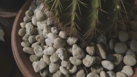 Green Cactus in the Garden. Stock Footage 134011548