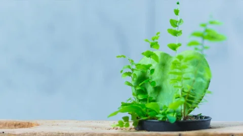 Green cactus heart shape Stock Footage 93412877