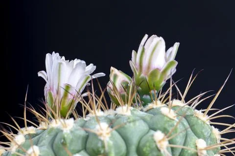 Green cactus with large sharp needles during flowering Stock Photos