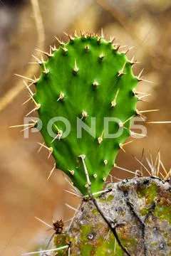 Green Cactus Leaf Stock Photos
