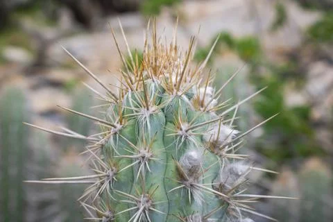 Green cactus with long sharp spines and white fluffy parts. Stock Photos