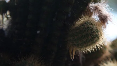 Green cactus, macro shot. Cactus thorns close up Stock Footage 132229599