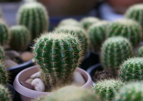 Green cactus with needles pattern in pot Stock Photos