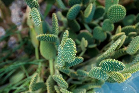Green cactus with needles Stock Photos