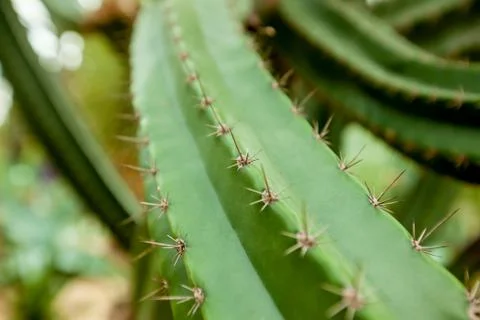 Green cactus with needles Stock Photos