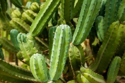 Green cactus with needles Stock Photos