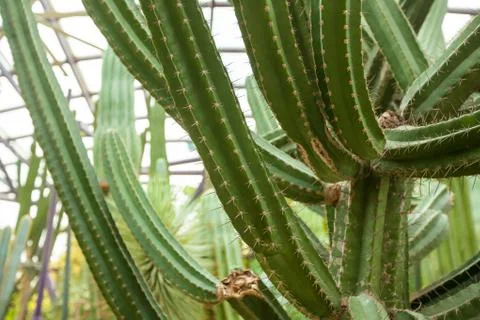 Green cactus with needles Stock Photos