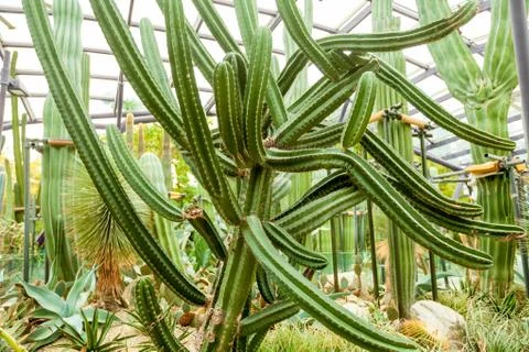 Green cactus with needles Stock Photos