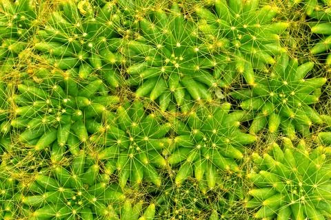 Green cactus pattern forming natural abstract texture Stock Photos