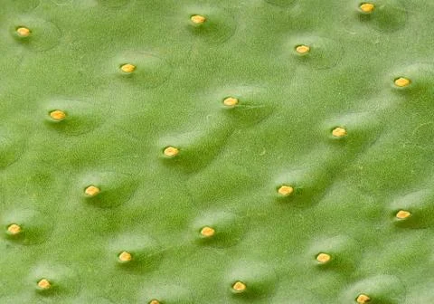 Green cactus pattern Stock Photos