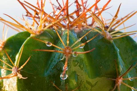 Green cactus Stock Photos