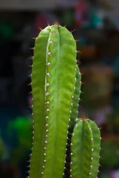 Green cactus. Stock Photos
