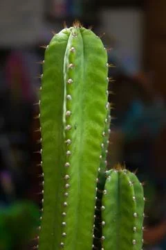 Green cactus. Foto stock