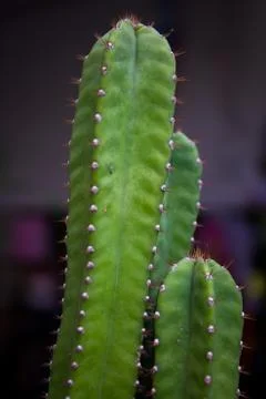 Green cactus. Stock Photos