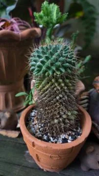 Green cactus Stock Photos