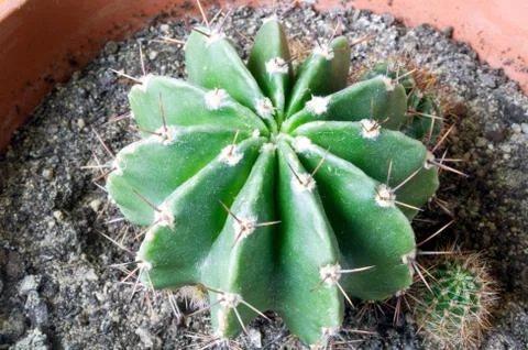Green cactus Stock Photos