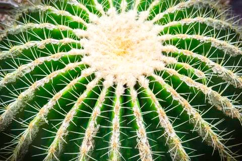 Green cactus Stock Photos