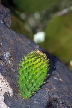 A green cactus Foto stock