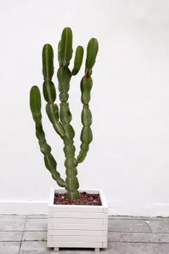 Green Cactus Stock Photos