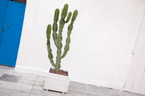 Green Cactus Stock Photos