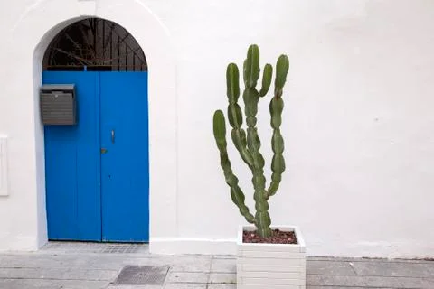 Green Cactus Foto stock