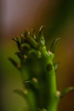 Green cactus Stock Photos