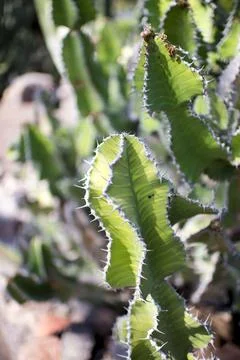 Green cactus Stock-Fotos