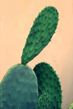 Green cactus Stock Photos