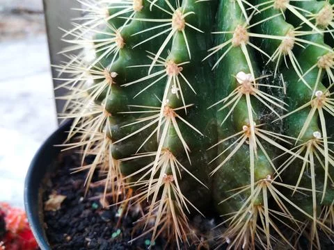 Green Cactus Stock Photos
