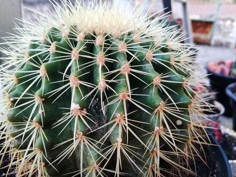 Green Cactus Stock-Fotos