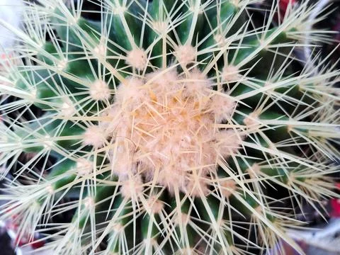 Green Cactus Stock Photos