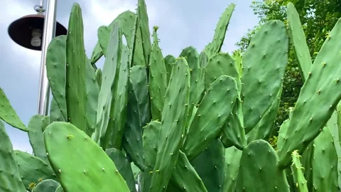 Green cactus plant Stockbeeldmateriaal 232762833